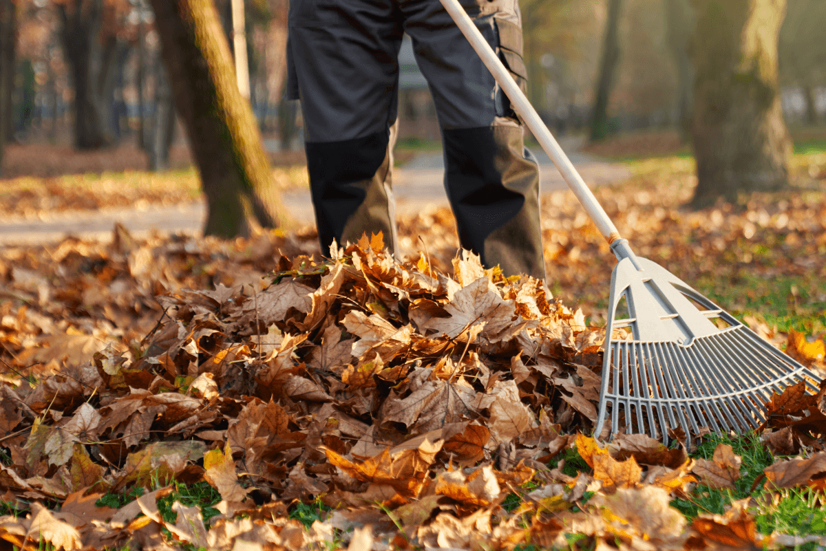 Leaf Removal in Manassas project 3