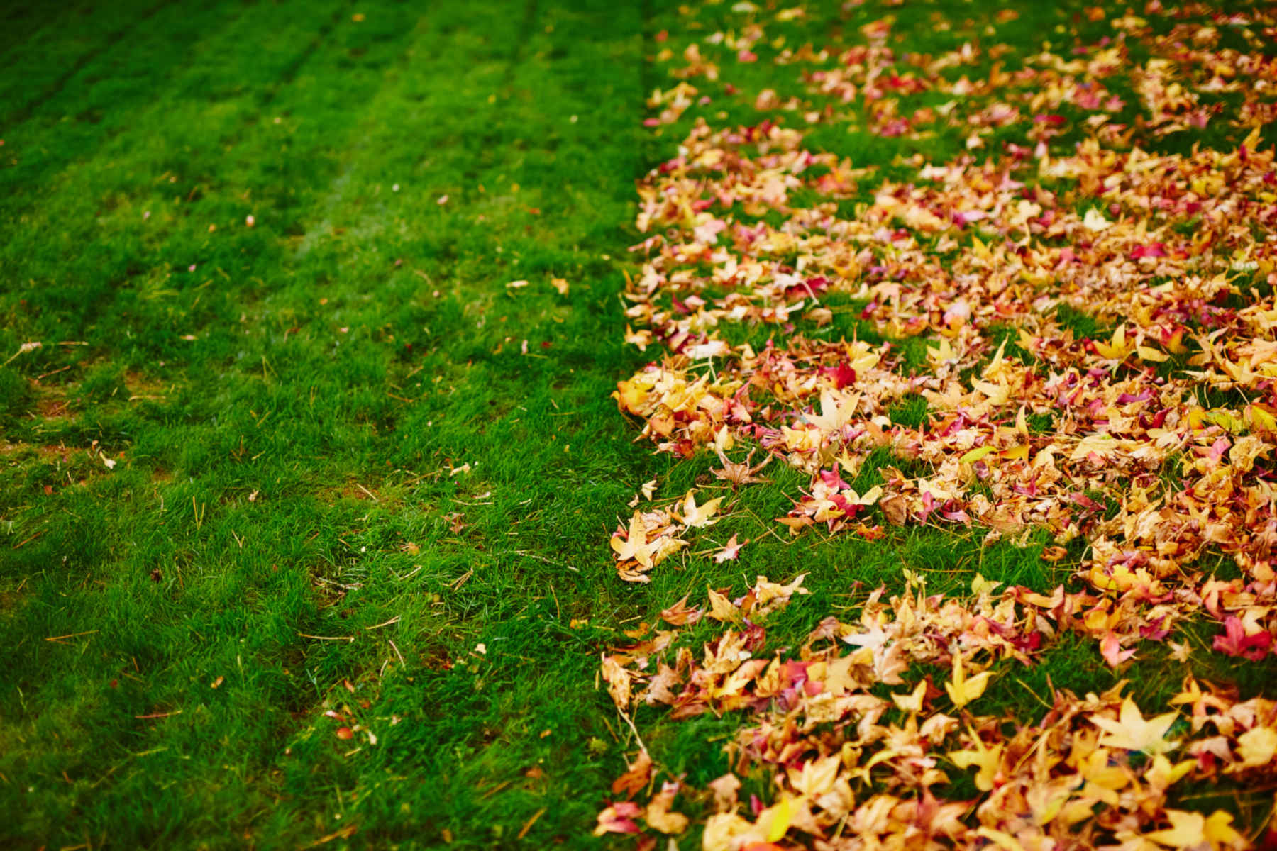 Leaf Removal in Manassas project 6