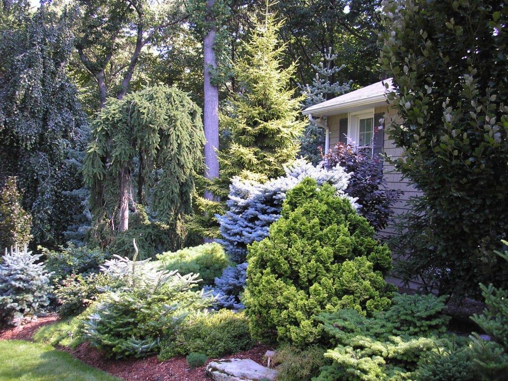 Tree & Shrub Planting in Gainesville project 2