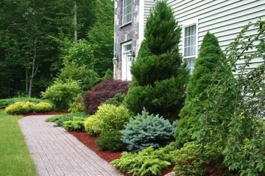 Tree & Shrub Planting in Gainesville project 9